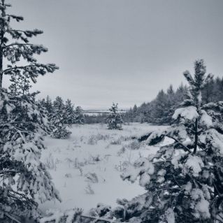 Заколдованный лес