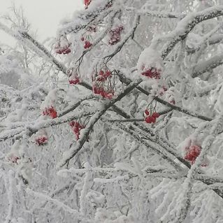 "Рябина зимой"