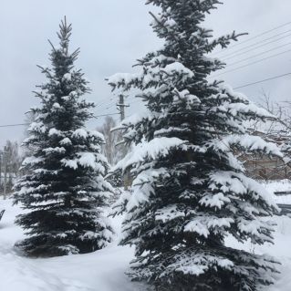 В лесу родилась елочка