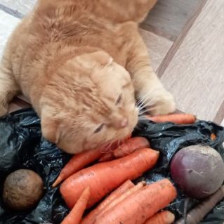 Рыжик пробует морковку