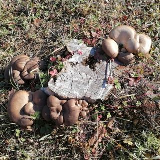 "чудо - пень"