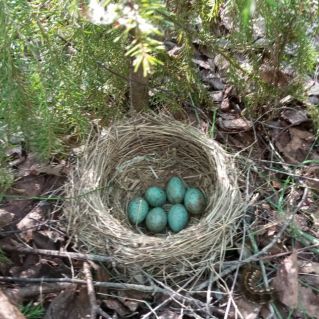 Лесные киндерсюрпризы