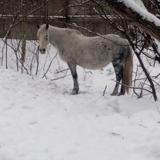 Авторская фотография "Карамелька"
