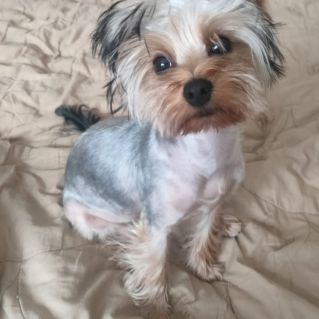 Любимая собака "Мотя"