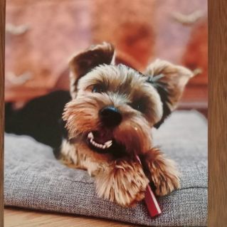 "Верный друг"