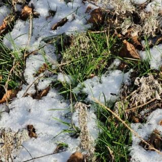 Первые признаки весны