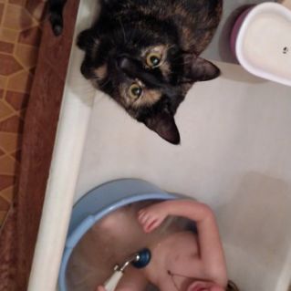 Авторская фотография "Пушистый страж: когда ванна кажется глубокой"