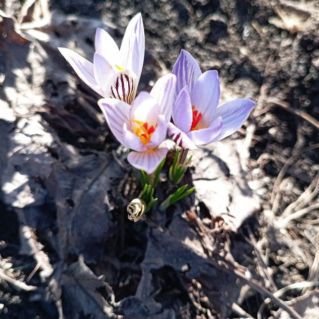 Пробуждение