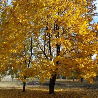 "Золотая симфония осени "