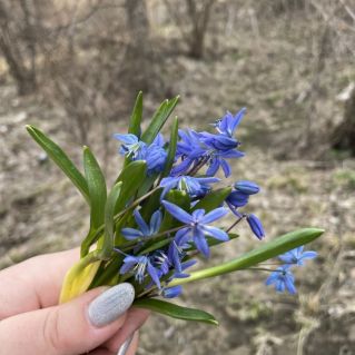 Подснежник