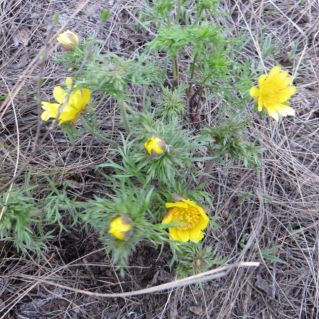 "Здравствуй, солнышко!"