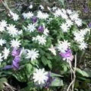 Фото - кадр "Первоцветы Кузбасса"