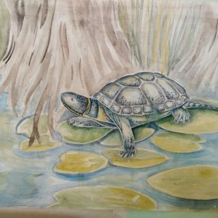 "Чудеса под панцирем: жизнь черепахи"