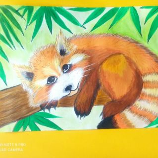 "Красная панда"