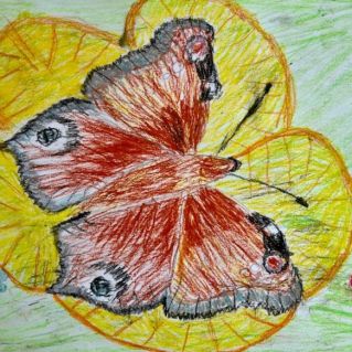 Бабочки как цветы