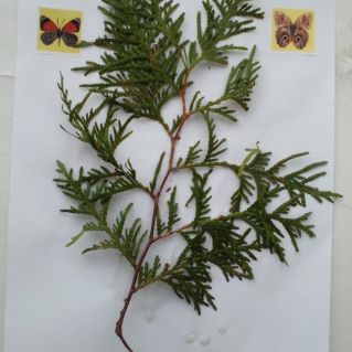 Зелёная веточка и бабочки