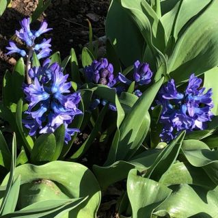 "Первые цветы в моём саду"