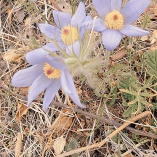 "Первоцветы"