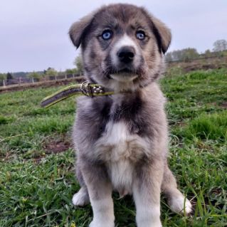 "Самый преданный"