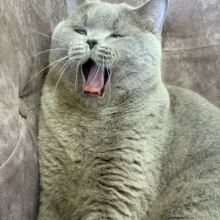 Все замуррчательно