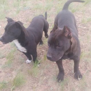 Лучшие друзья