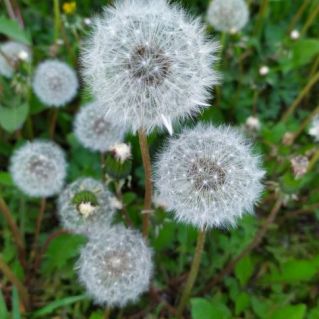 Пушистый красавец