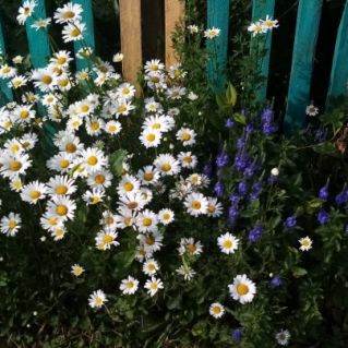 Ромашки у Наташки