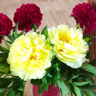 Прекрасные пионы