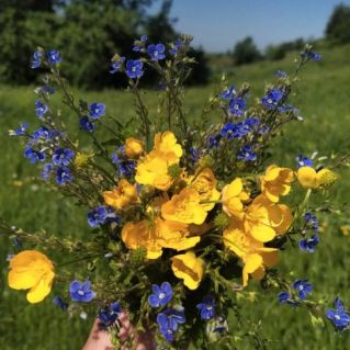 Летний луговой привет!