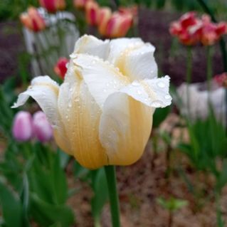 "После дождя"