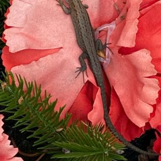 "Хозяйка Медной горы"