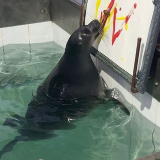 В Иркутском нерпинарии