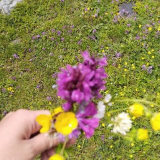 "Луговые цветы"