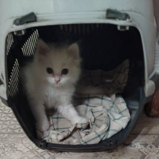 Мой друг Снежок