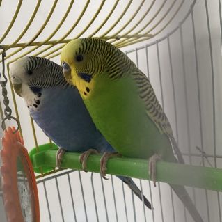 Попугайчики Рики и Чика