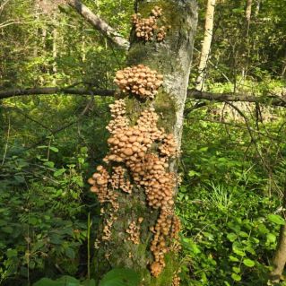 « Грибное дерево»