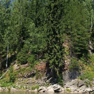 Гармония природы: лес и река