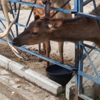 Лесное очарование!