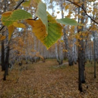 Осенее вдохновение