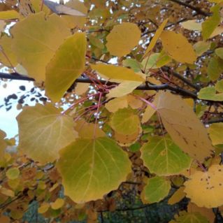 Осеннее дыхание