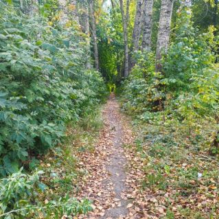 Осенний лес