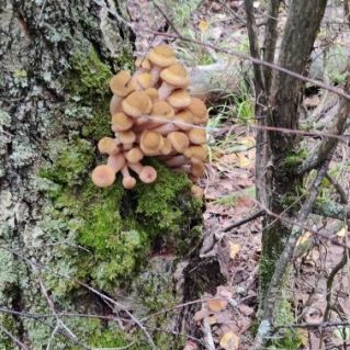 Красота осеннего леса