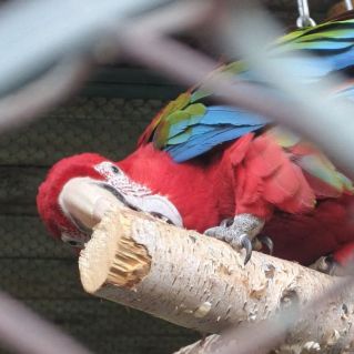 Мой яркий попугай