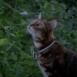 Мой ласковый друг