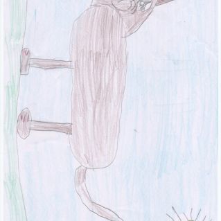 Кот на прогулке