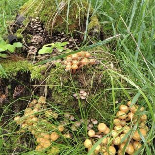 Весёлые ребятки