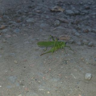 Зелёный друг