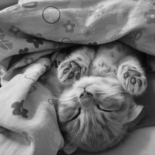 Маленький пушистик