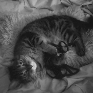 Мой игривый домашний питомец