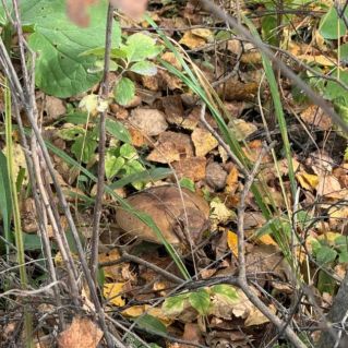 Осенний листопад